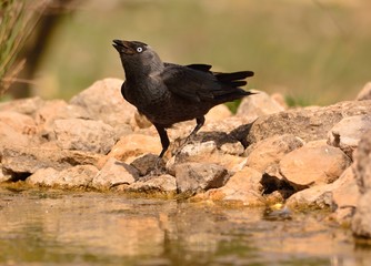 Western jackdaw drinking water in a pond.