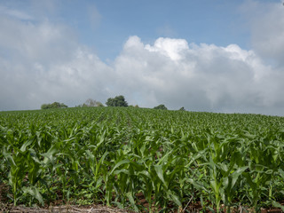 Fototapeta na wymiar corn field
