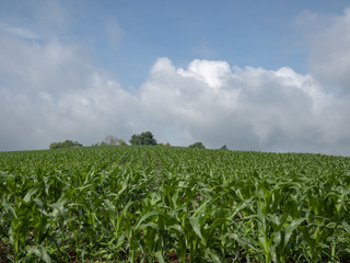 corn field