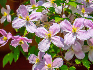 Clematis montana, Waldrebe