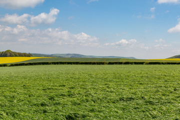 Fields in the South Downs in Sussex on a sunny spring day
