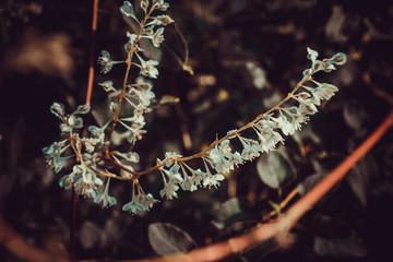 Melancholy