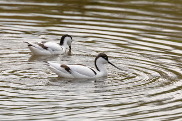 Avocets (Recurvirostra avosetta) at WWT Slimbridge
