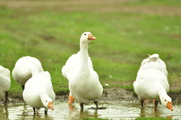 goose bird white farm grass