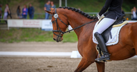 Horse brown (fox) with rider in the dressage course, in the gait step, taken in the clipping from...