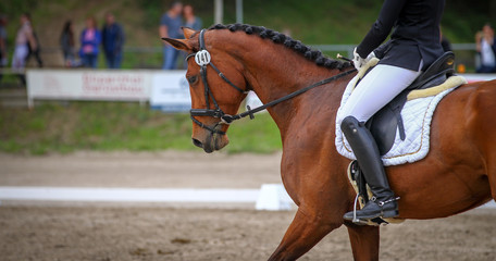 Horse brown (fox) with rider in the dressage course, in the gait step, taken in the clipping from the side.