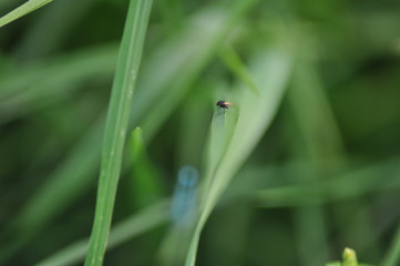 fly nature grass