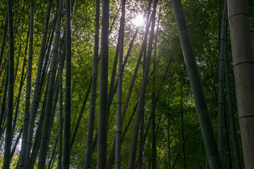 Fototapeta na wymiar Bamboo forest in Kyoto, Japan