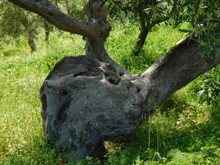Knorriger Olivenbaum mit anderen Olivenb&auml;umen vergesellschaftet