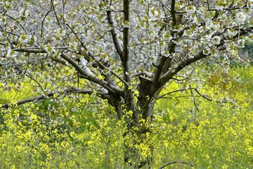 Obraz premium cherry blossoms in Spain