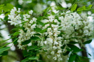 Acacia flowers in the park in Bruxelles, Belgium