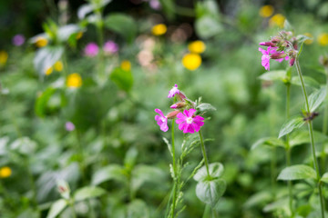 Spring flowers in the park in Bruxelles, Belgium