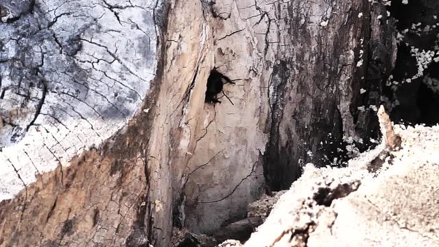 schwarze Holzbiene verl&auml;sst Ihre Brutr&ouml;hre