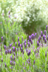 Fototapeta premium Vegetation in the countryside