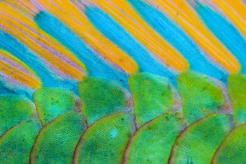 Close-up of the colorful scales from Bicolour Parrotfish