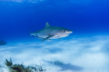 Tiger shark with shadow on the sand close to the ground