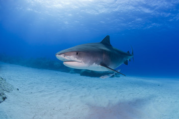 Fototapeta premium Tiger shark with shadow on the sand in clear blue water and sun in the background