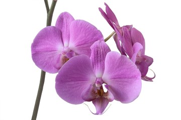 purple flowers of orchid Phalaenopsis close up isolated