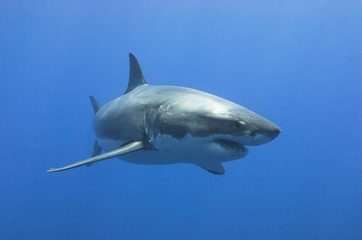 Great White Shark showing sharp rows of teeth