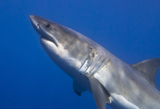 Close-up of a great white shark in clear blue water