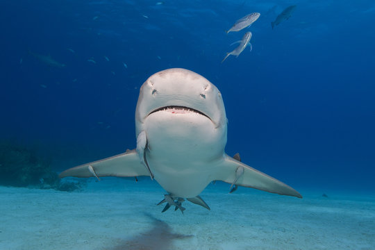 Lemon shark from the front with open mouth showing sharp teeth