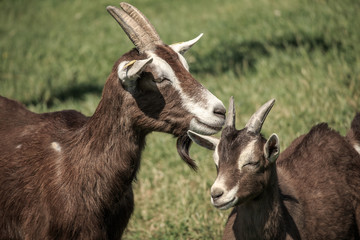 goat on farm