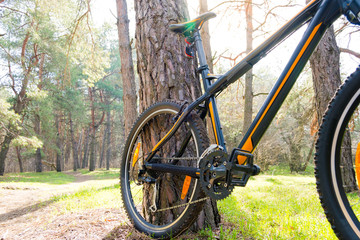 Fototapeta premium Mountain Bike on Summer Trail in the Beautiful Pine Forest Lit by the Sun. Adventure and Cycling Concept.
