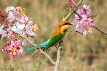 Chestnut-headed Bee-eater or Merops leschenaulti, beautiful bird on branch with colorful background.