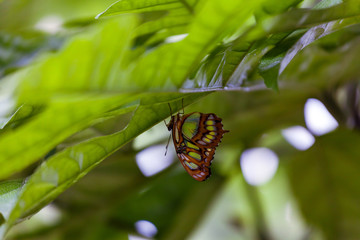 Butterfly on the leaf.