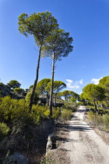 Camino entre pinos.Madrid