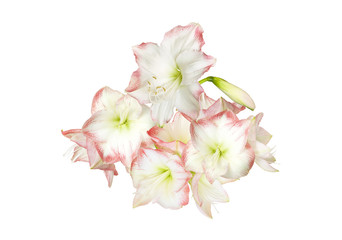 White pink amaryllis buds