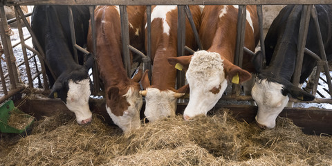 spotted holstein cows feed from dried grass inside barn on dutch farm in the netherlands © ahavelaar