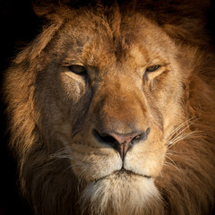 Lion. Sleepy lion photo.