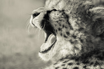 Yawning Cheetah. Black and white photo. © Stuart