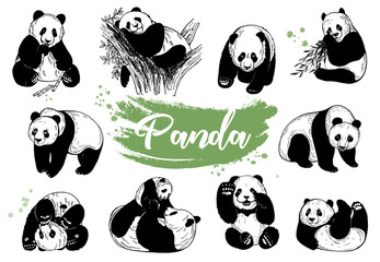 Set of hand drawn sketch style giant pandas isolated on white background. Vector illustration. © Ecaterina Sciuchina