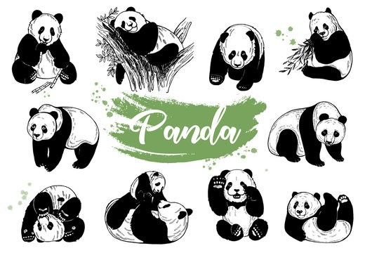 Chibi Cartoon Panda For Kids Coloring Drawing Outline Sketch Vector,  Reflect Drawing, Reflect Outline, Reflect Sketch PNG and Vector with  Transparent Background for Free Download