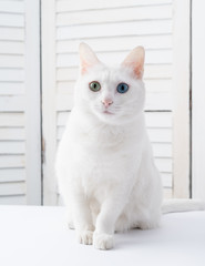 a white cat