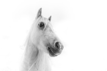 Naklejka na ściany i meble Horse. Black and white Photography. 