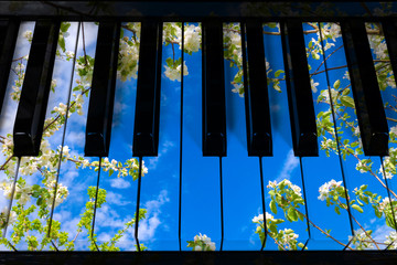 Piano keys in the decor of the branches of the blossoming apple tree against the blue sky, the...
