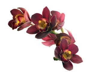 Branch with flowers Cymbidium Orchid. Isolated