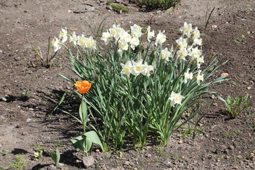 white daffodils and orange Tulip