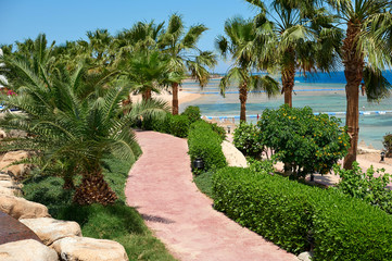 Fototapeta na wymiar Summer palm trees on the coastal promenade overlooking the red sea, travel concept in Egypt, Sharm El Sheikh