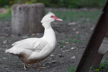 Naklejka na ściany i meble duck in a row. white duck on the wild grass
