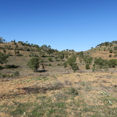 landscape in portugal with olive trees and bushes in the spring