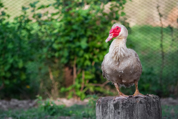 Duck close up portrait , painting like photo of white swan , duck, website material