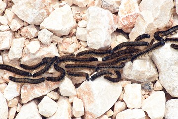 Processionaria dei pini