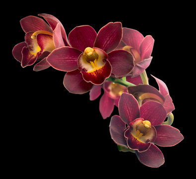 Fototapeta Branch with flowers Cymbidium Orchid. Isolated