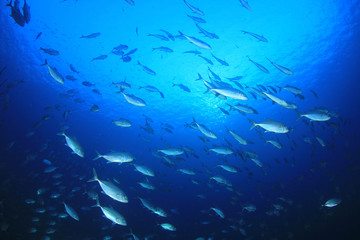 Jack fish (Bigeye Trevallies)