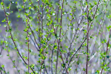 First young fresh green leaves on branches of bush of currant in spring