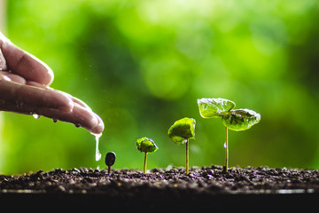 Green tree planting Tree growth Hands watering In the natural background